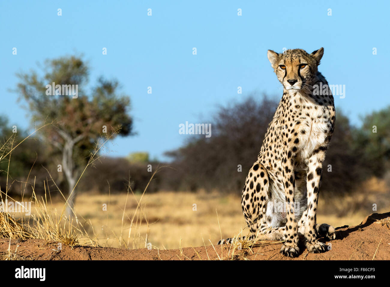 Gepard (Acinonyx Jubatus) [Gefangenen] - Africat Rehabilitation Heiligtum, Okonjima, Namibia, Afrika Stockfoto