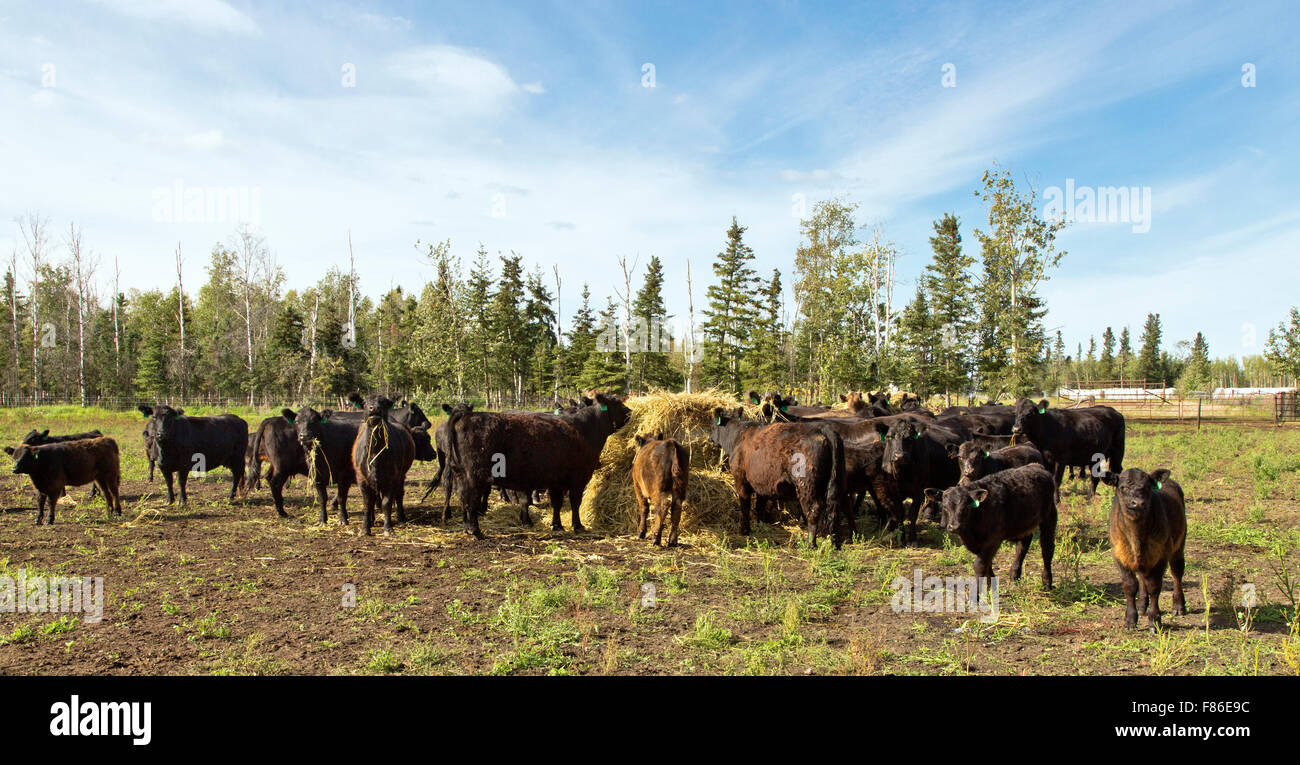 Black Angus X Galloway Rinder Fütterung auf Heuballen. Stockfoto