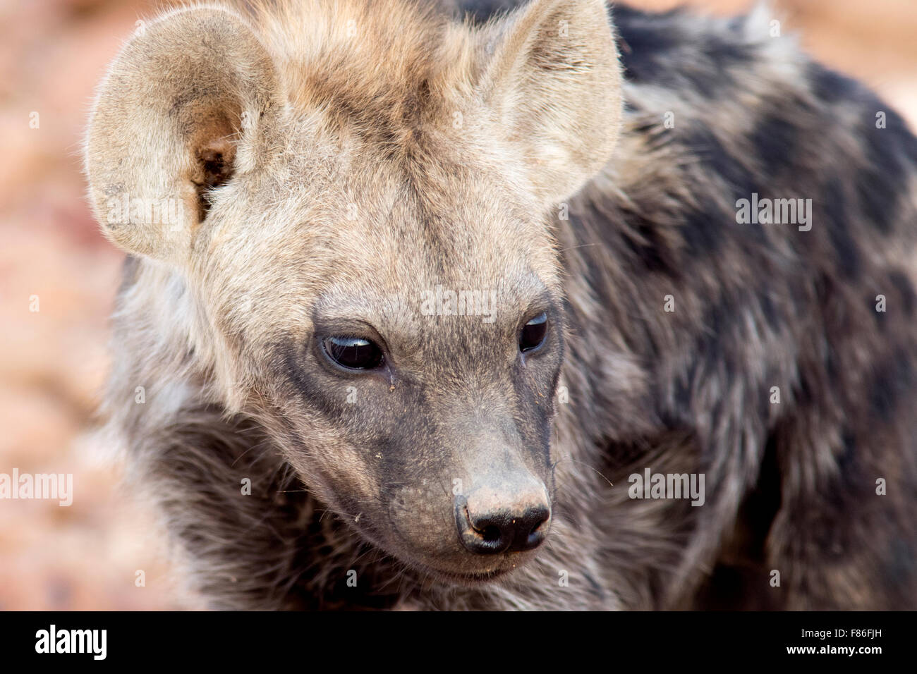 Entdeckt von Hyänen (Crocuta Crocuta) - Desert Rhino Camp, Namibia, Afrika Stockfoto