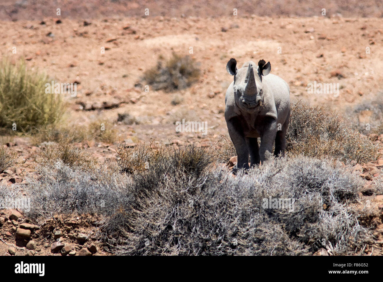 Spitzmaul-Nashorn - Desert Rhino Camp, Palmwag Konzession, Damaraland, Namibia, Afrika Stockfoto