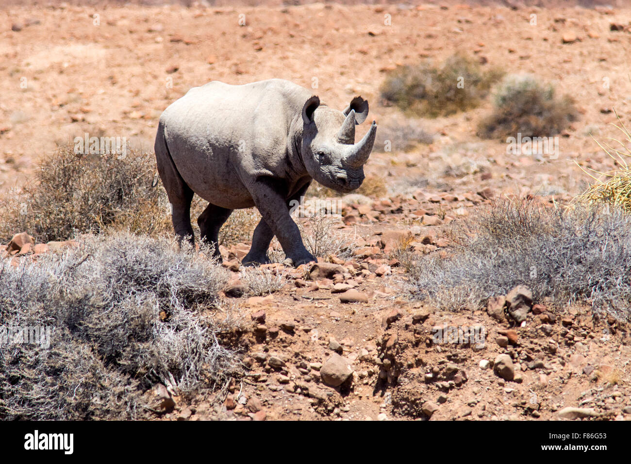 Spitzmaul-Nashorn - Desert Rhino Camp, Palmwag Konzession, Damaraland, Namibia, Afrika Stockfoto