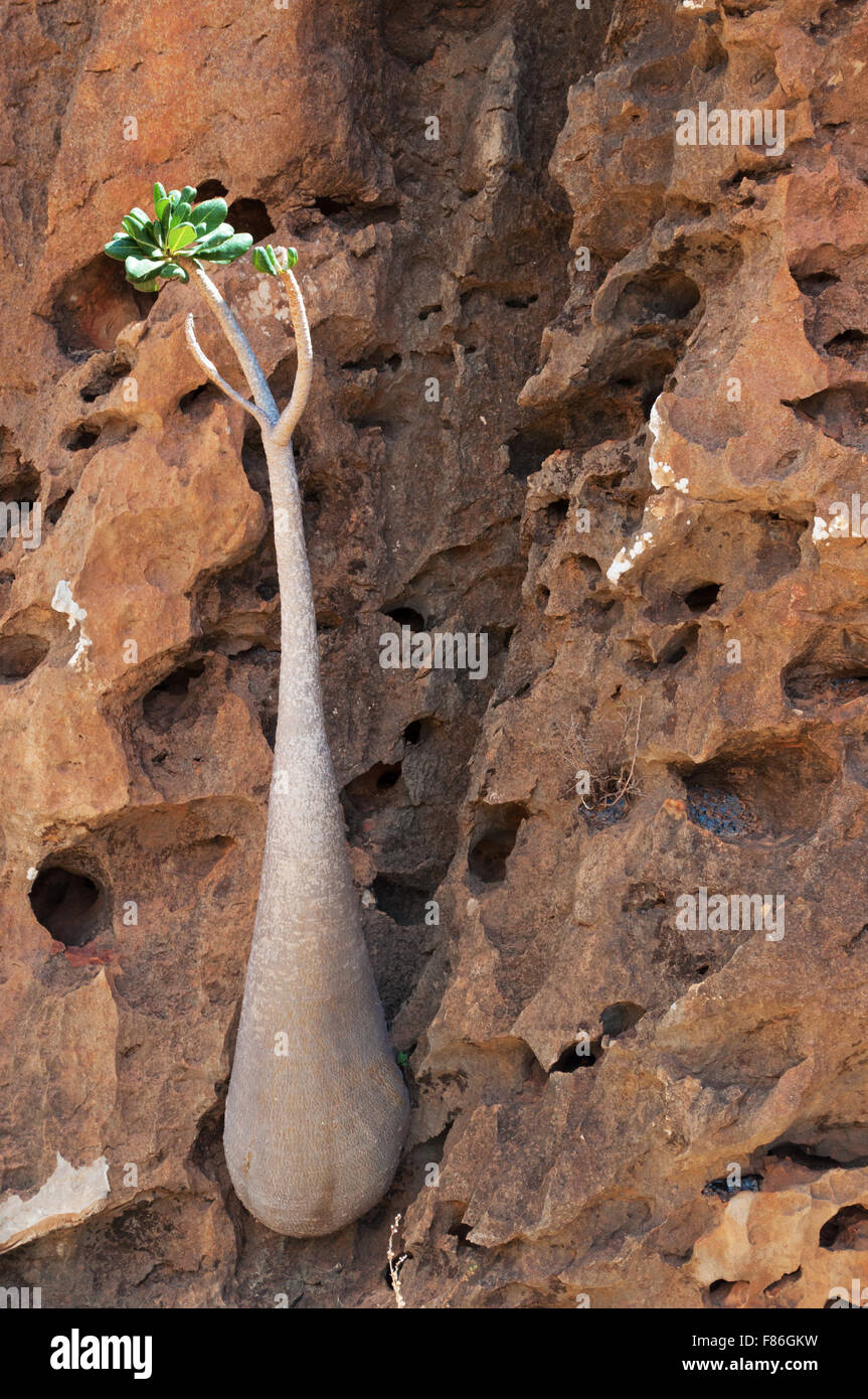 Flaschen-Baum wächst auf einem Felsen in das Drachenblut Bäume Wald, Homhil Plateau, Sokotra, Jemen Stockfoto