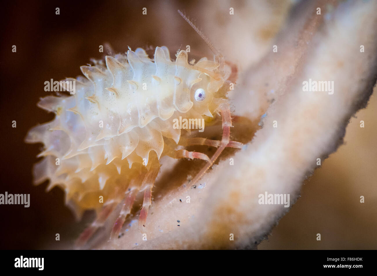Kleine Krebstiere unter Wasser auf einem Meeresschwamm Stockfoto