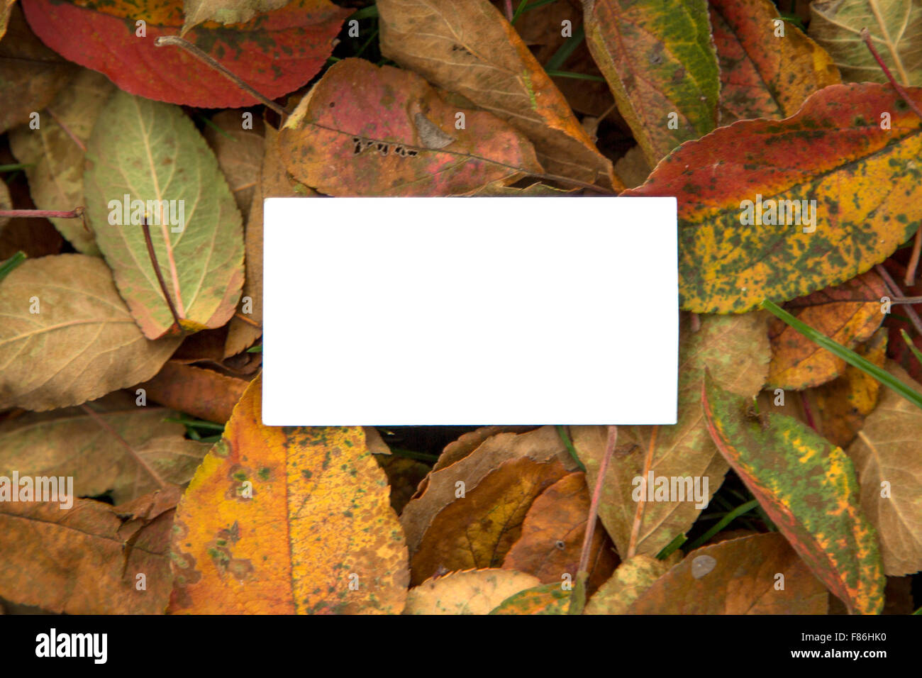 Leere Visitenkarte Vorlage Stockfoto