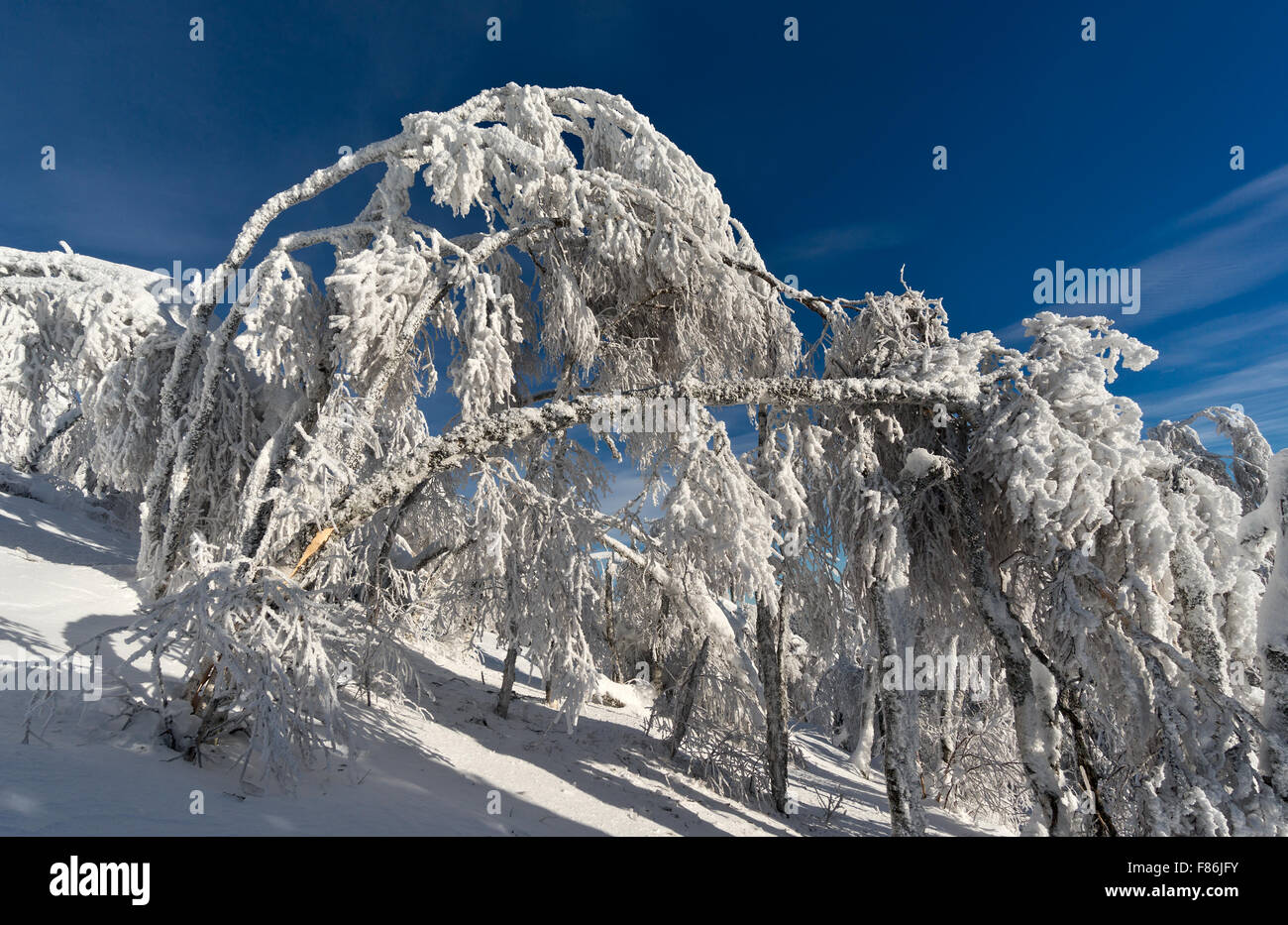 Konjugieren Bäume im Winterwald mit Schnee bedeckt Stockfoto