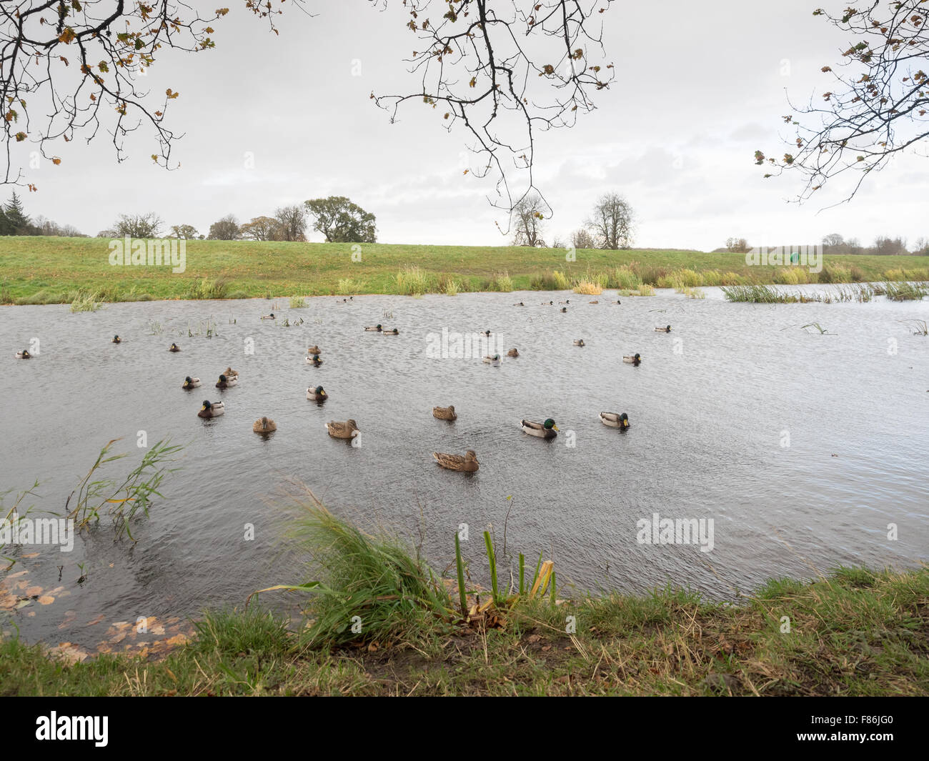 Castletown Estate, Celbridge, Co Kildare Stockfoto