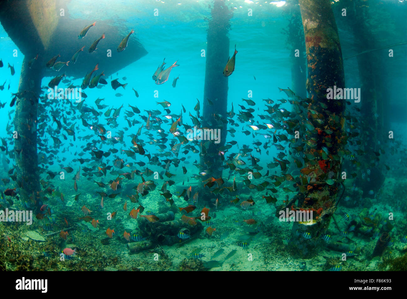 Schule von tropischen Fischen, South China Sea, Redang, Malaysia, Asien Stockfoto