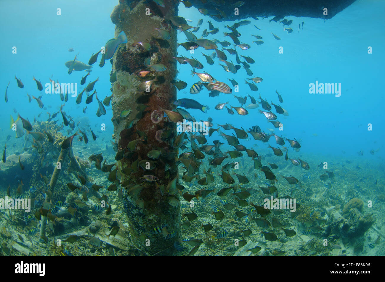 Schule von tropischen Fischen, South China Sea, Redang, Malaysia, Asien Stockfoto