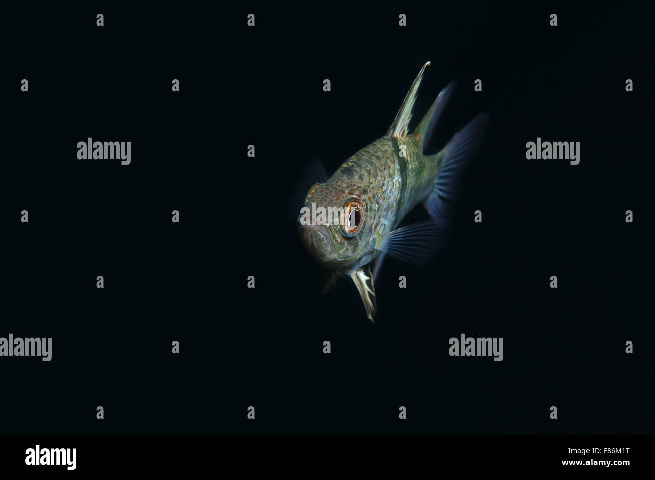 15. Oktober 2014 - South China Sea, Malaysia - orbiculate Kardinalbarschen, mollig Kardinal oder Polka-Dot Kardinalbarschen (Sphaeramia Orbicularis) Südchinesische Meer, Redang, Malaysia, Asien (Credit-Bild: © Andrey Nekrassow/ZUMA Wire/ZUMAPRESS.com) Stockfoto