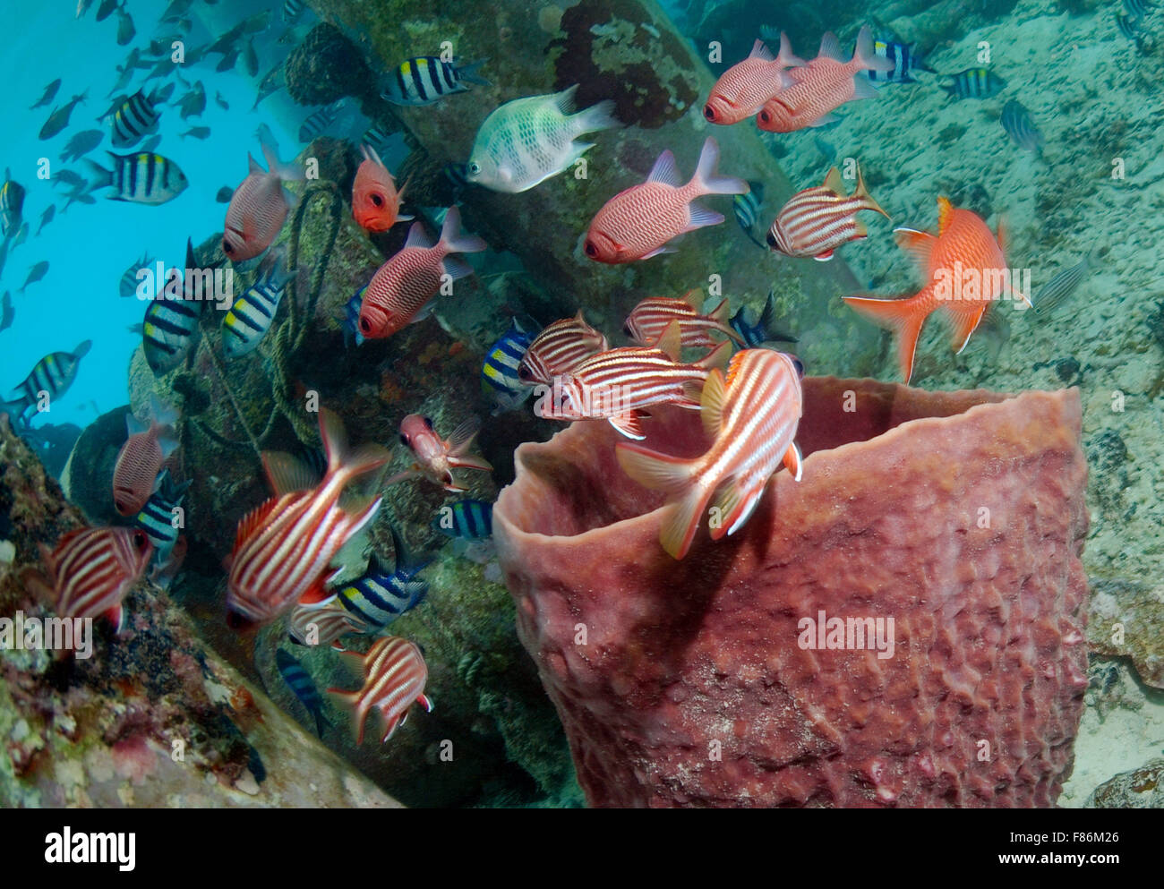 1. September 2008 - South China Sea, Malaysia - Schule der Rotrock oder rot Soldat Fisch (Sargocentron Rubrum) South China Sea, Redang, Malaysia, Asien (Credit-Bild: © Andrey Nekrassow/ZUMA Wire/ZUMAPRESS.com) Stockfoto