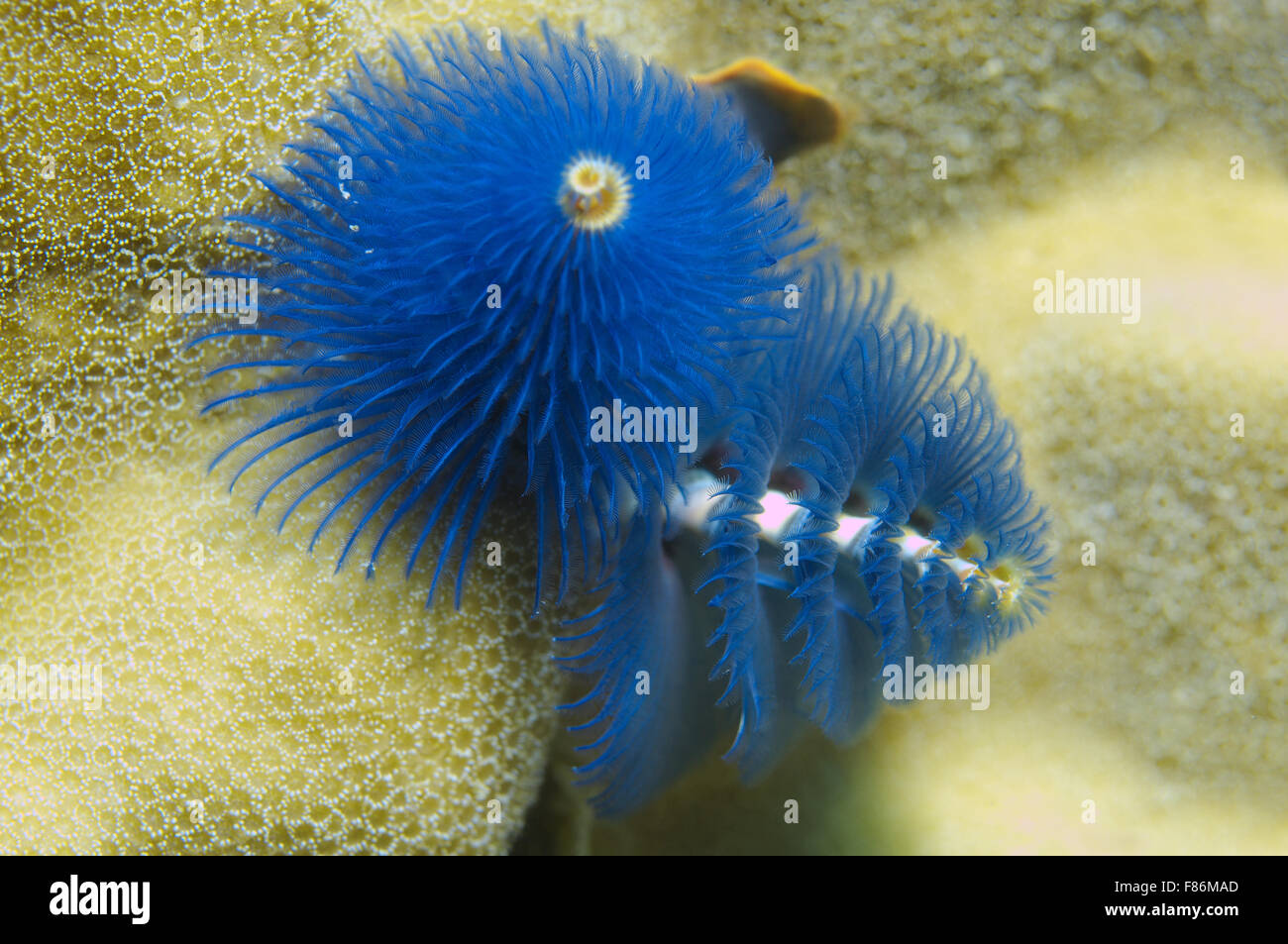 Blue Christmas Tree Wurm (Spirobranchus Giganteus) South China Sea, Redang, Malaysia, Asien Stockfoto