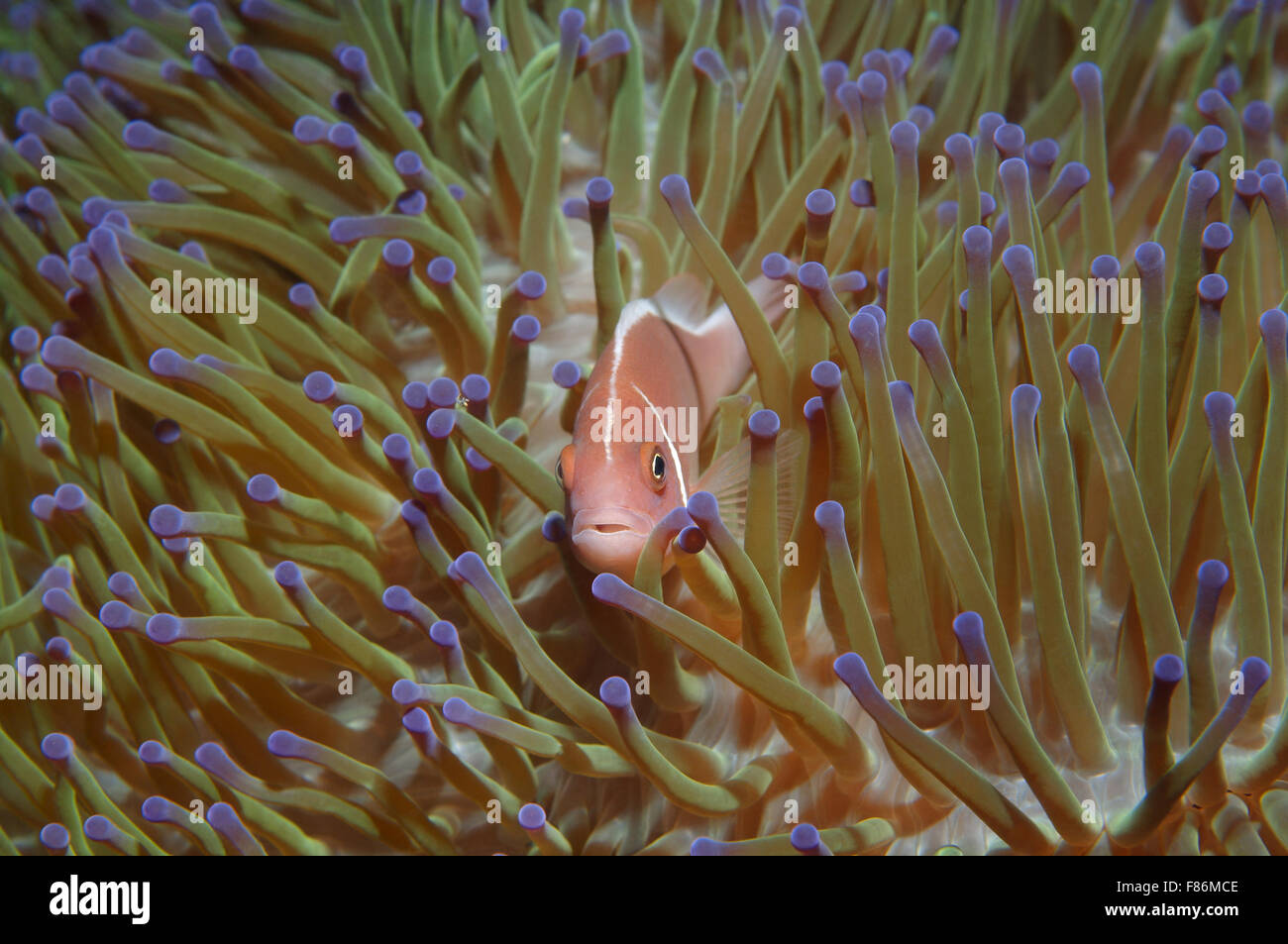 Stinktier Clownfische Pink oder rosa Anemonenfische (Amphiprion Perideraion) South China Sea, Redang, Malaysia, Asien Stockfoto