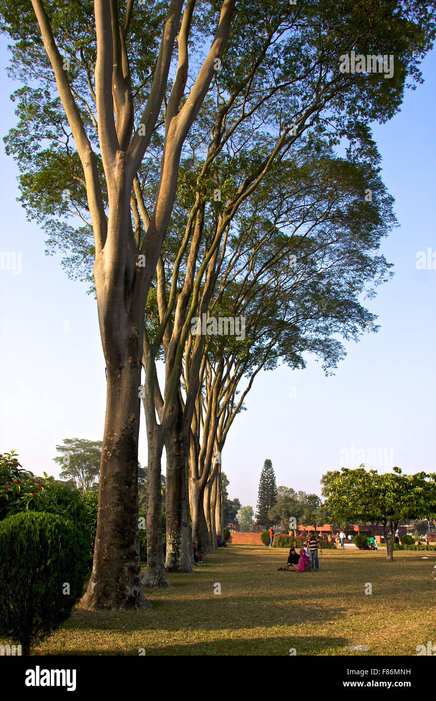 Große Bäume in Dhaka Stockfoto