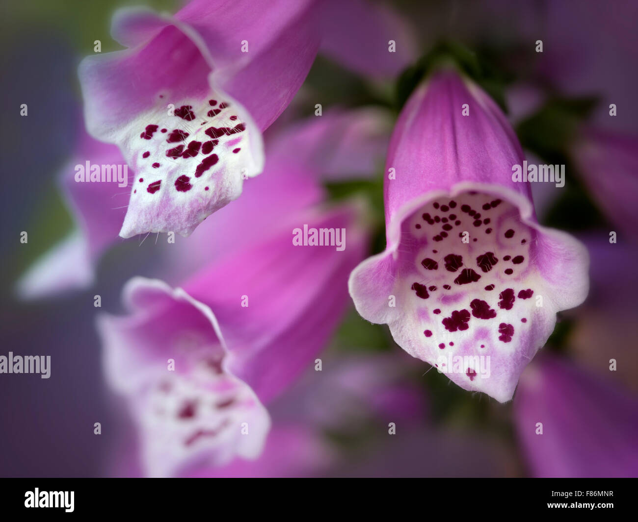 Nahaufnahme von Fingerhut Blumen. Stockfoto