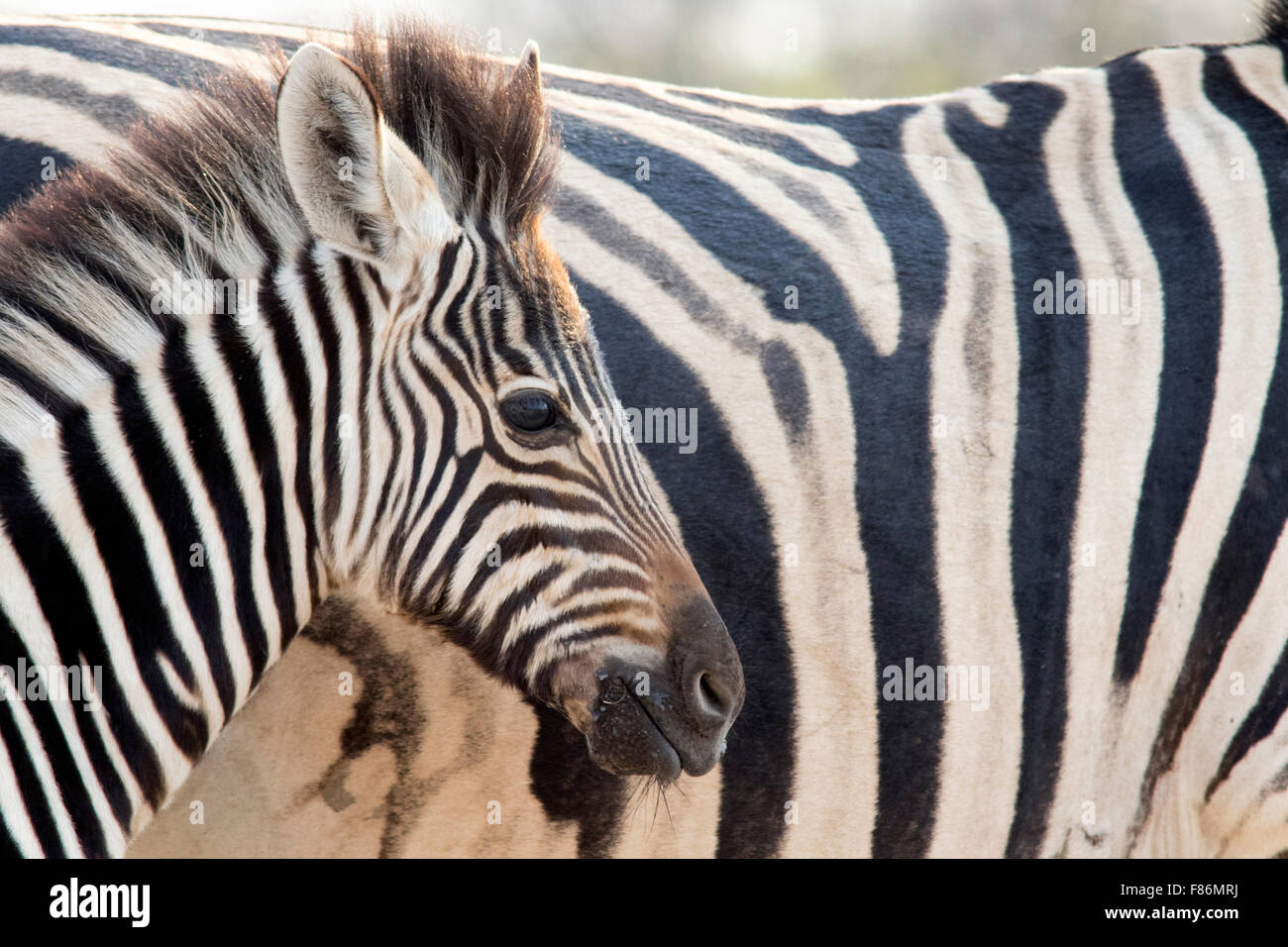 Burchell Zebra (Equus Quagga Burchellii) - Andersson es Camp - in der Nähe von Etosha Nationalpark - Namibia, Afrika Stockfoto