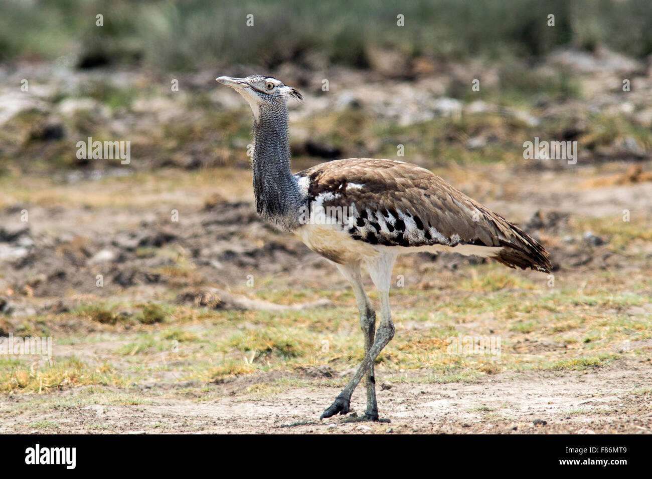 Kori Bustard (Ardeotis Kori) - Etosha Nationalpark, Namibia, Afrika Stockfoto