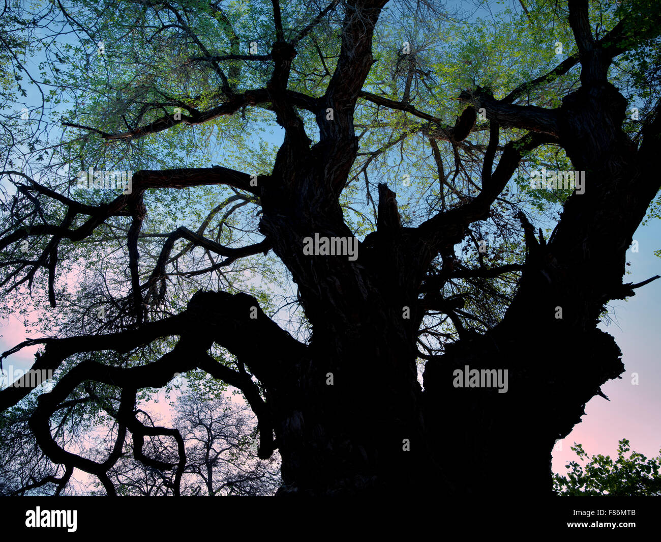 Alten Pappel Baum. Capitol Reef National Park, Utah Stockfoto