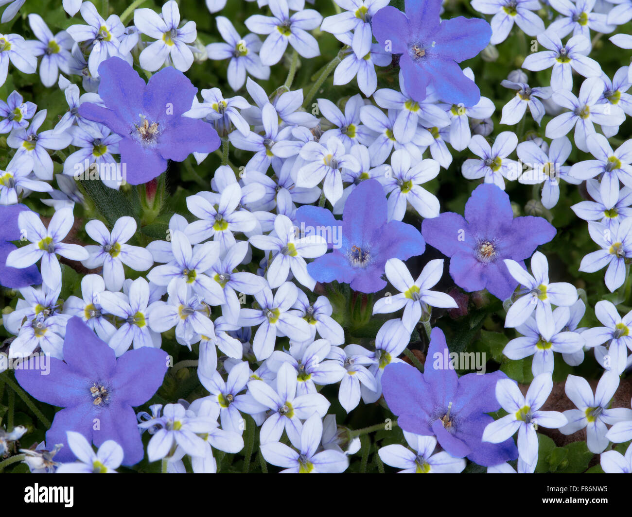 Nicht identifizierte Bodendecker Blumen. Oregon Stockfoto