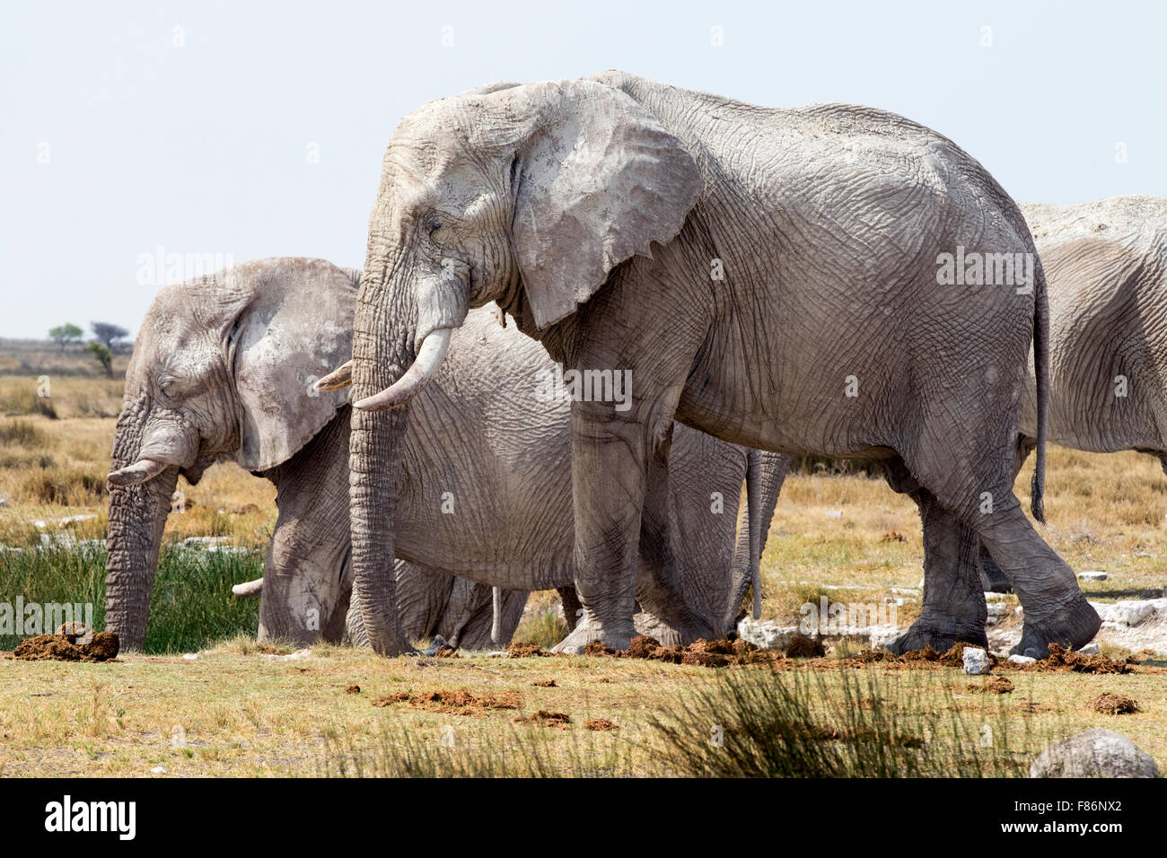 Afrikanischer Elefant - Loxodonta Africana - Etosha Nationalpark, Namibia, Afrika Stockfoto