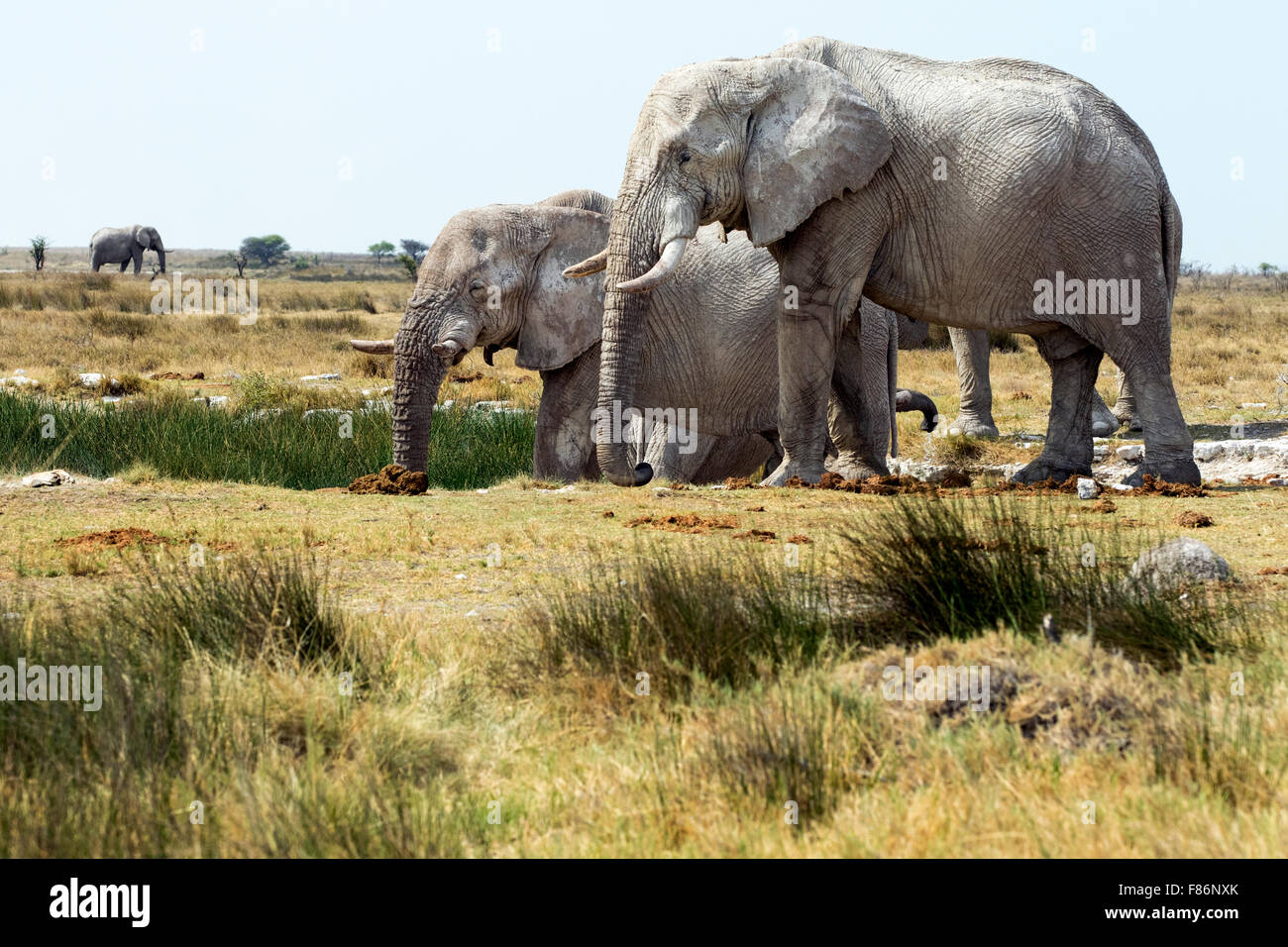 Afrikanischer Elefant - Loxodonta Africana - Etosha Nationalpark, Namibia, Afrika Stockfoto