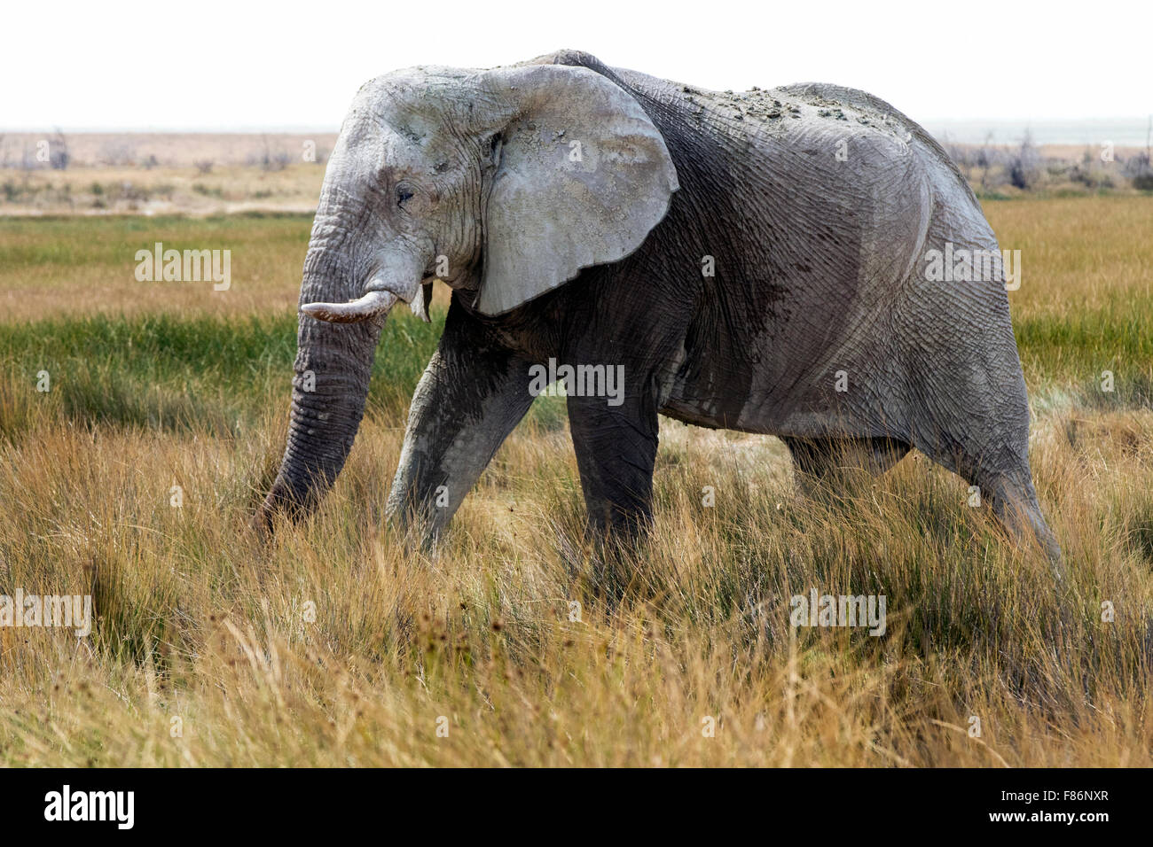 Afrikanischer Elefant - Loxodonta Africana - Etosha Nationalpark, Namibia, Afrika Stockfoto