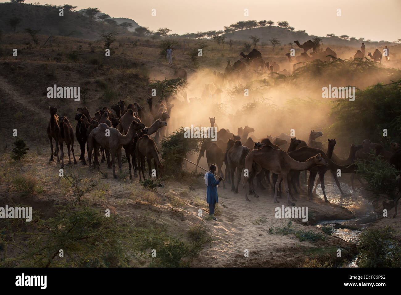 Kamele auf dem Weg nach Pushkar Mela bei Sonnenuntergang, Kamelmarkt, Pushkar, Rajasthan, Indien Stockfoto