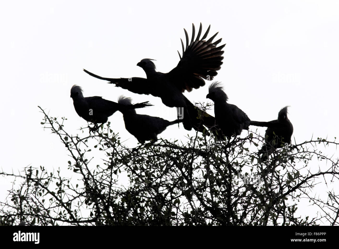 Graue Go-away-Vögel (Corythaixoides Concolor) - Etosha Nationalpark, Namibia, Afrika Stockfoto