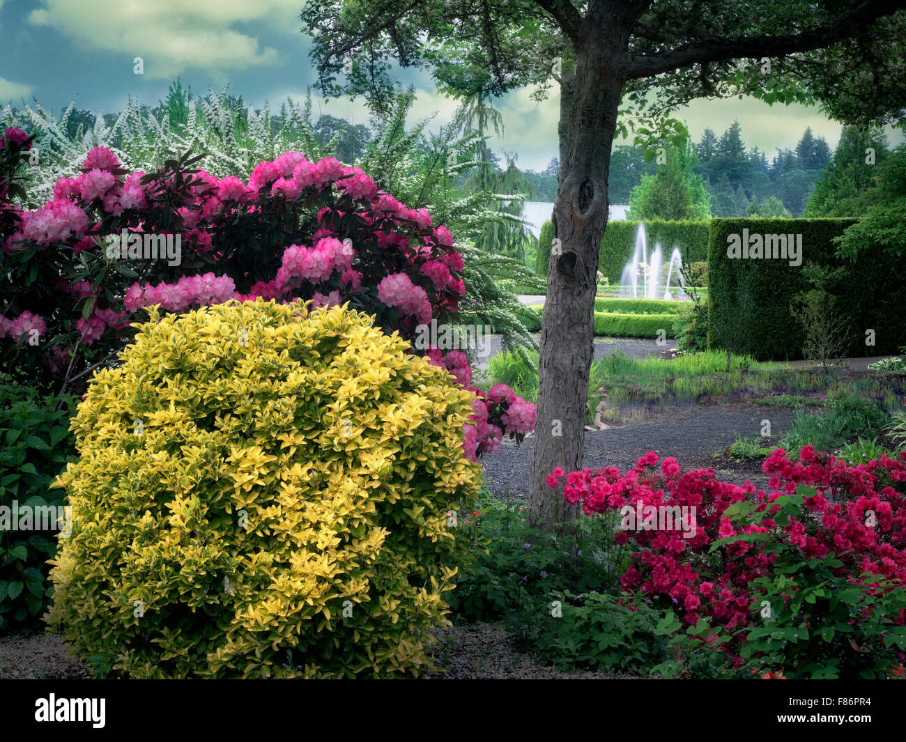Rhododendren und Wasserspiel. Der Oregon-Garten. Silverton, Oregon Stockfoto