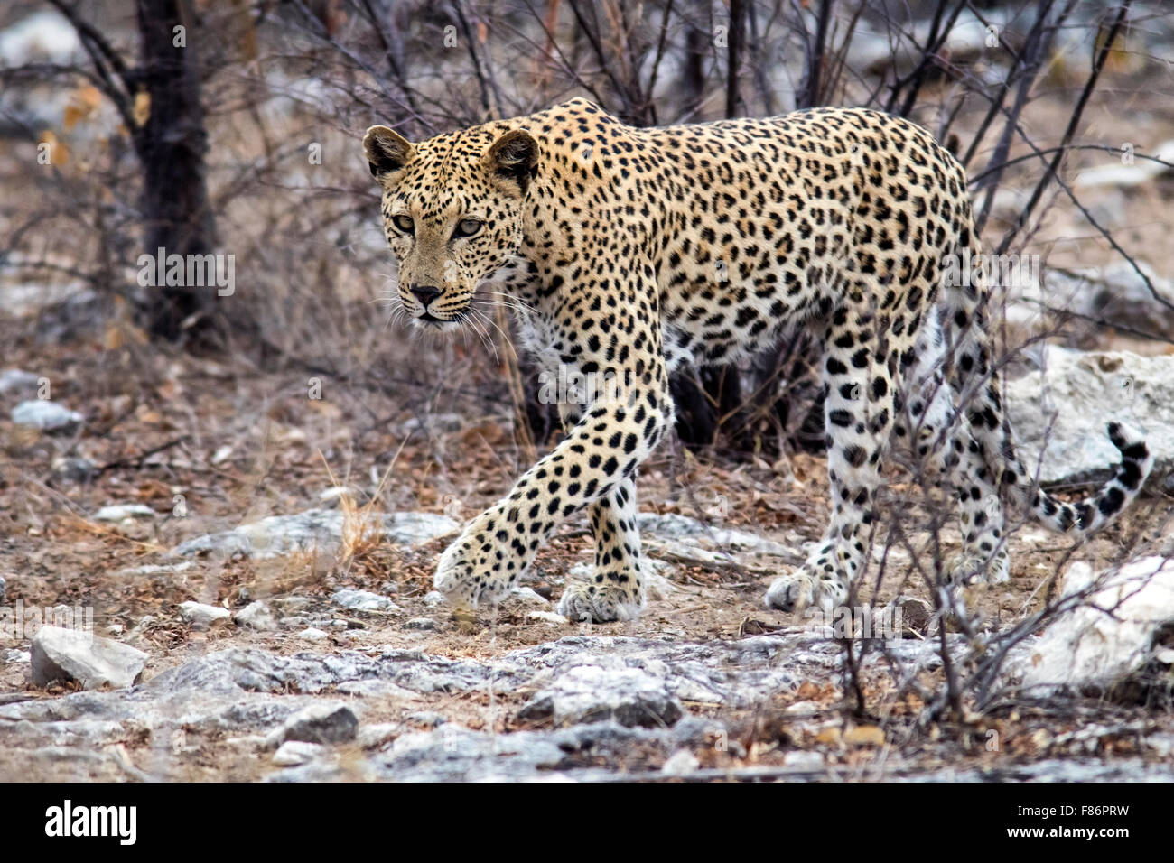 Leopard (Panthera Pardus) [WILD] - Etosha Nationalpark, Namibia, Afrika Stockfoto