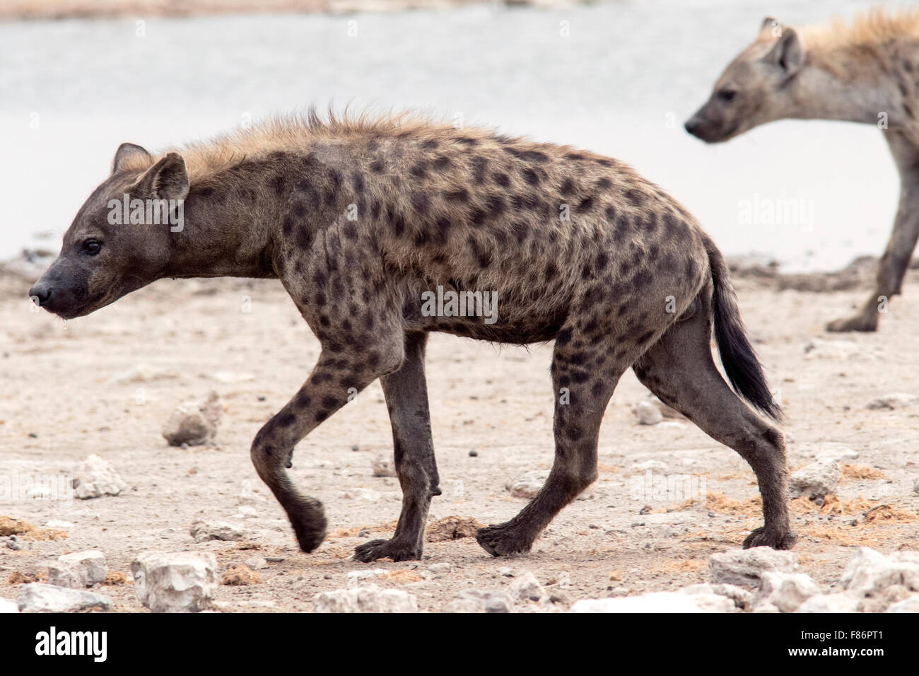 Entdeckt von Hyänen (Crocuta Crocuta) - Etosha Nationalpark, Namibia, Afrika Stockfoto
