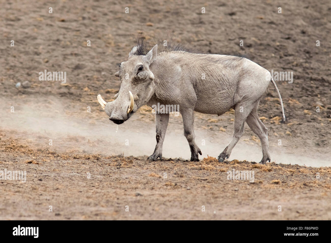 Gemeinsamen Warzenschwein (Phacochoerus Africanus) - Etosha Nationalpark - Namibia, Afrika Stockfoto