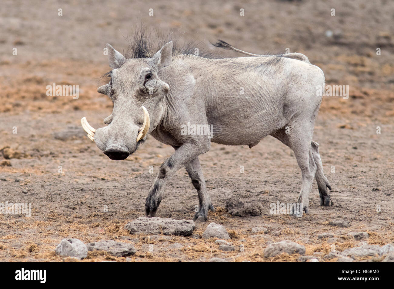 Gemeinsamen Warzenschwein (Phacochoerus Africanus) - Etosha Nationalpark - Namibia, Afrika Stockfoto
