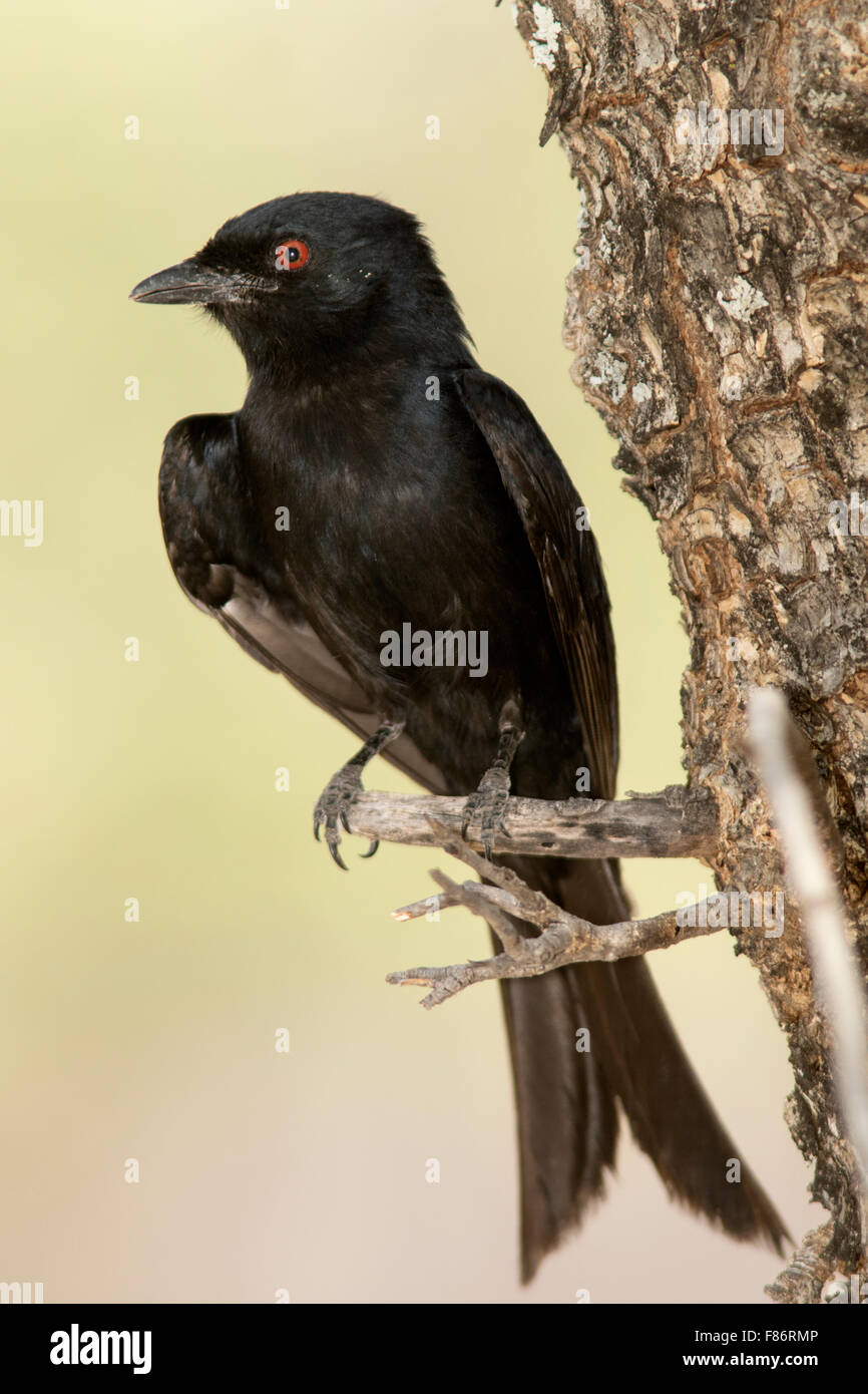 Gabel-tailed Drongo (Dicrurus Adsimilis) - Mushara Bush Camp - in der Nähe von Etosha Nationalpark, Namibia, Afrika Stockfoto