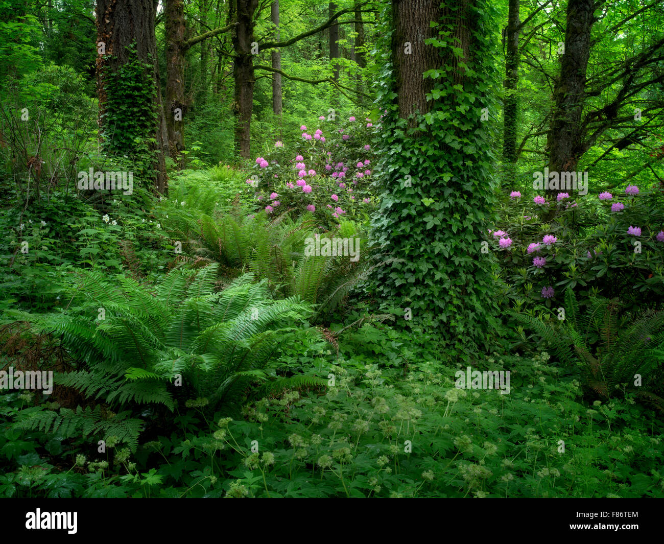 Rododendrons und Ahorn Bäume. Washington Park, OR, USA Stockfoto