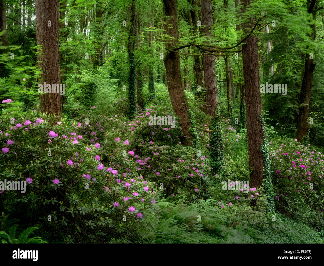 Rododendrons und Ahorn Bäume. Washington Park, OR, USA Stockfoto