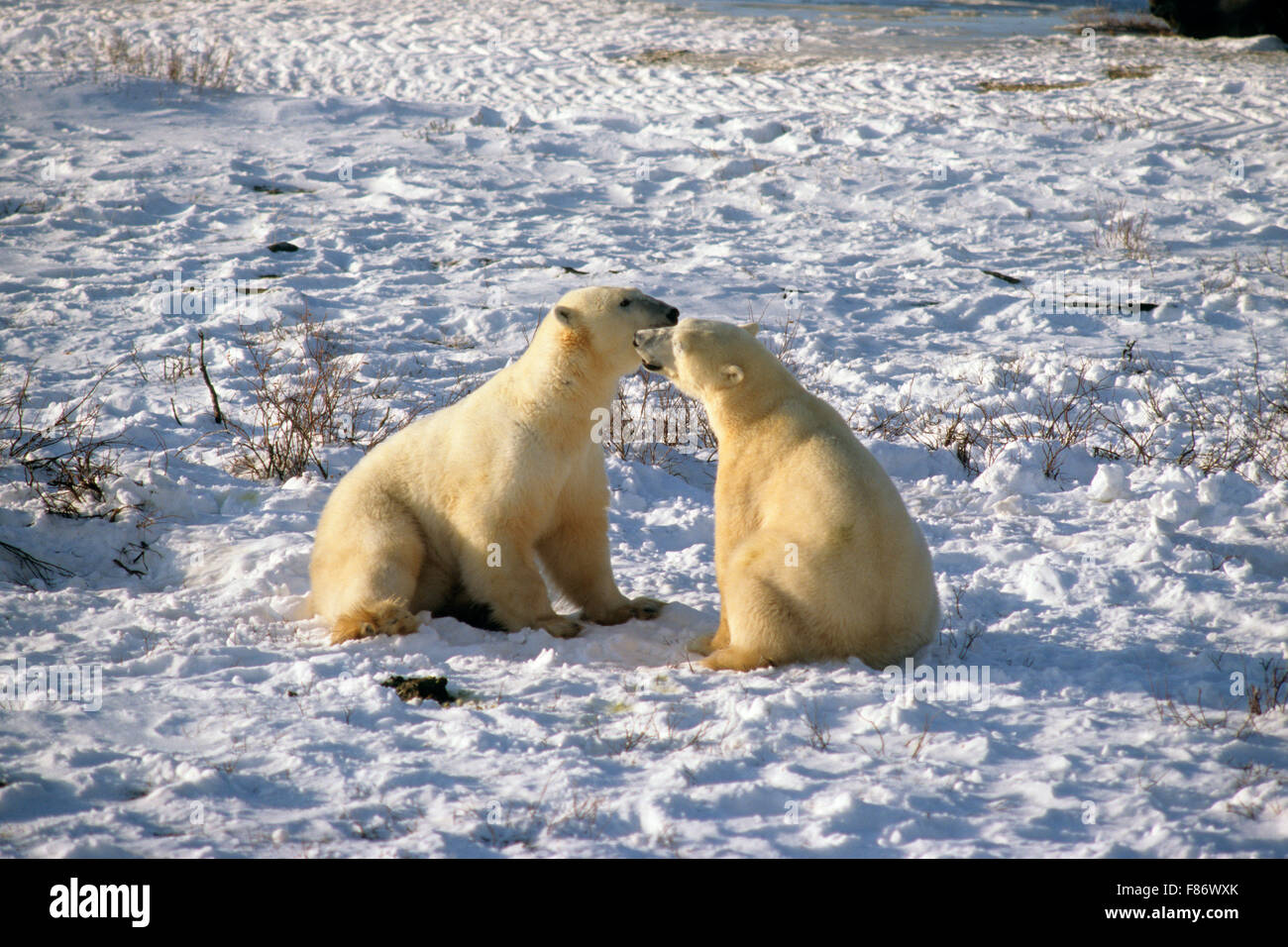 Eisbären (Ursus Maritimus), Churchill, Manitoba, Hudson Bay, Kanada Stockfoto