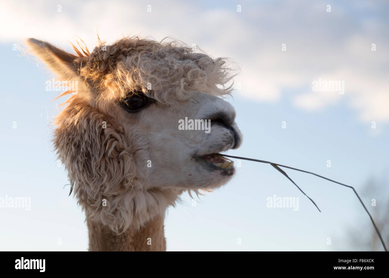 Alpaca eating grass Fotos und Bildmaterial in hoher Auflösung Alamy