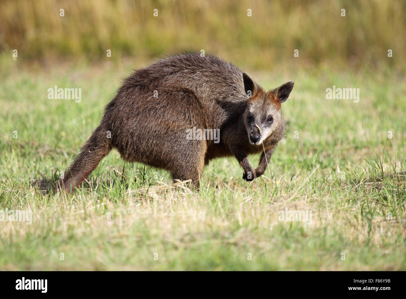 Swamp Wallaby (Wallabia bicolor) sitzt auf einer Wiese auf Phillip Island, Victoria, Australien. Stockfoto