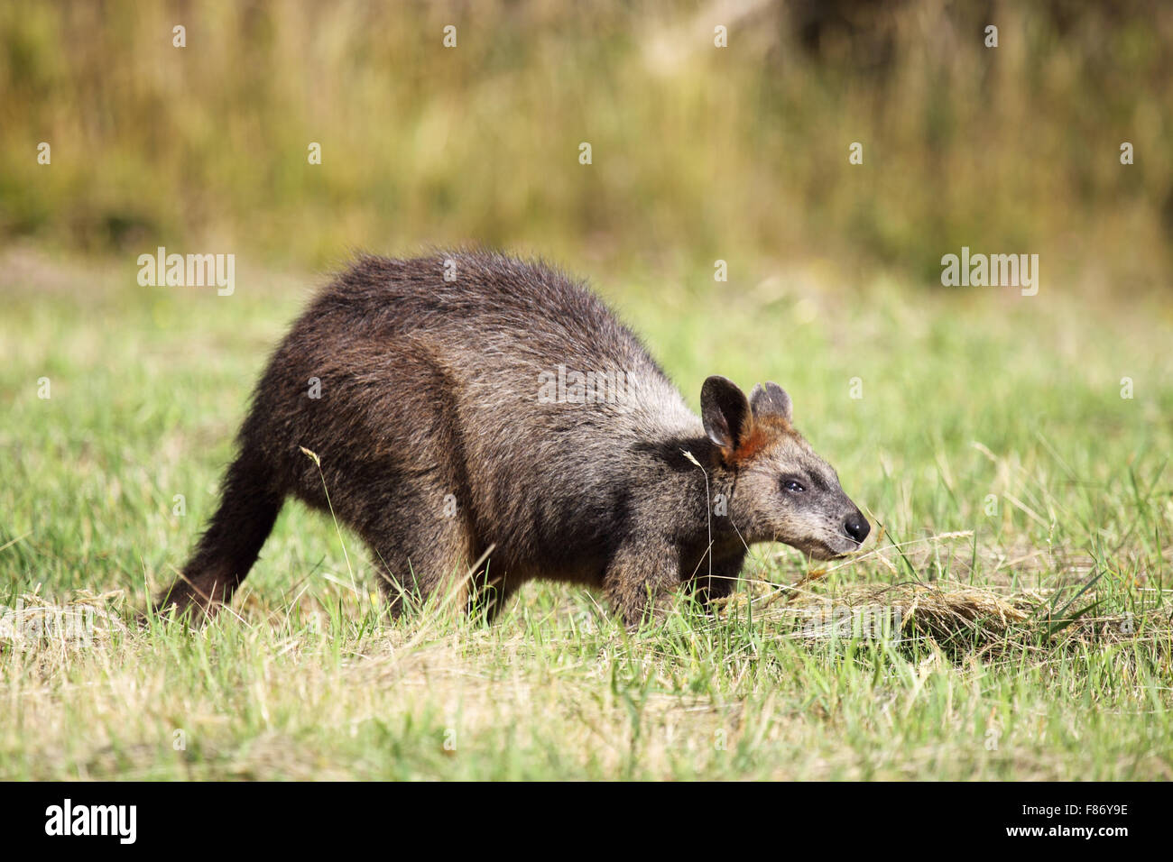 Swamp Wallaby (Wallabia bicolor) sitzt auf einer Wiese auf Phillip Island, Victoria, Australien. Stockfoto