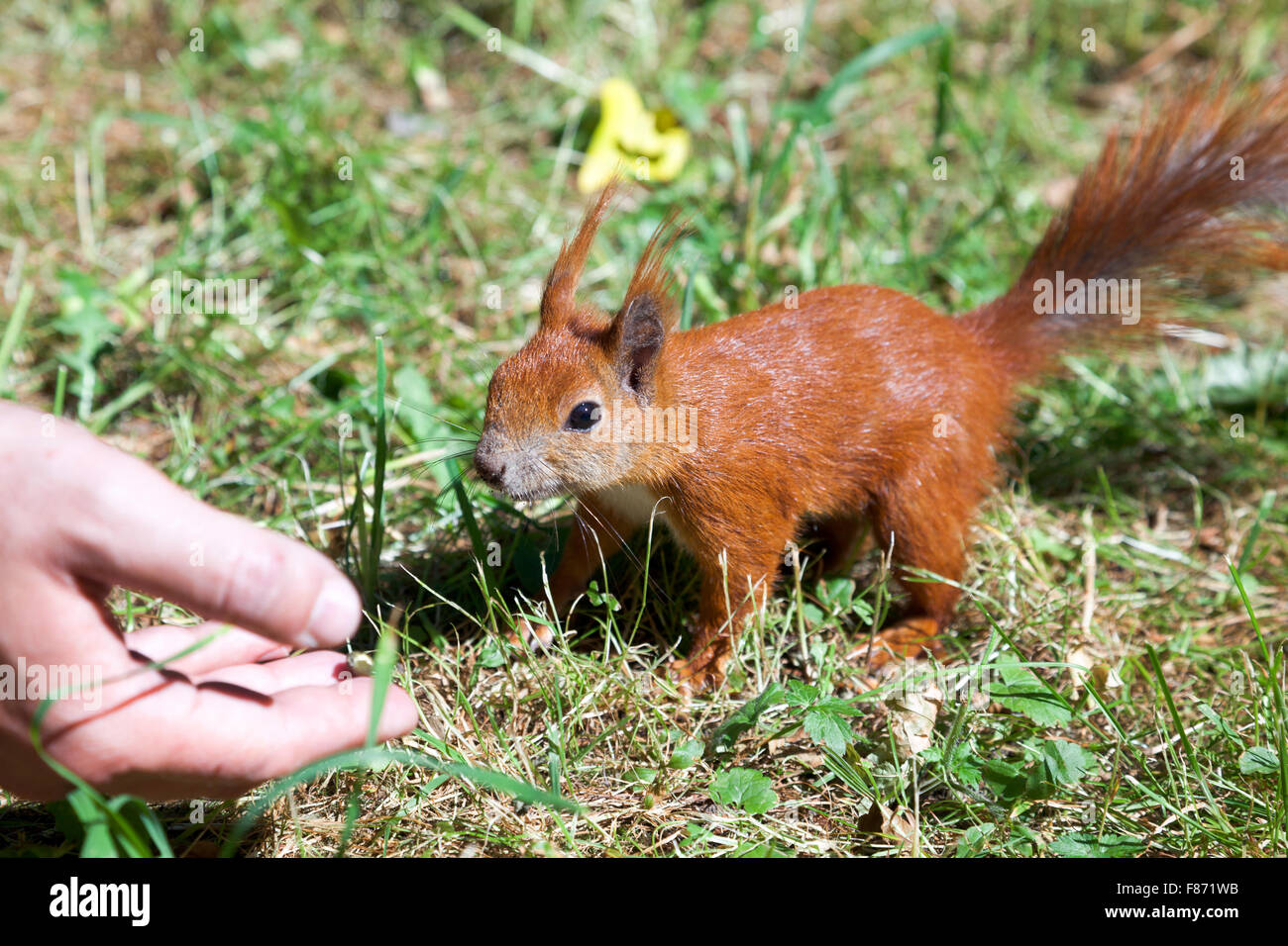 Eichhörnchen gefüttert im Lazienki-Park, Warschau, Polen Stockfoto