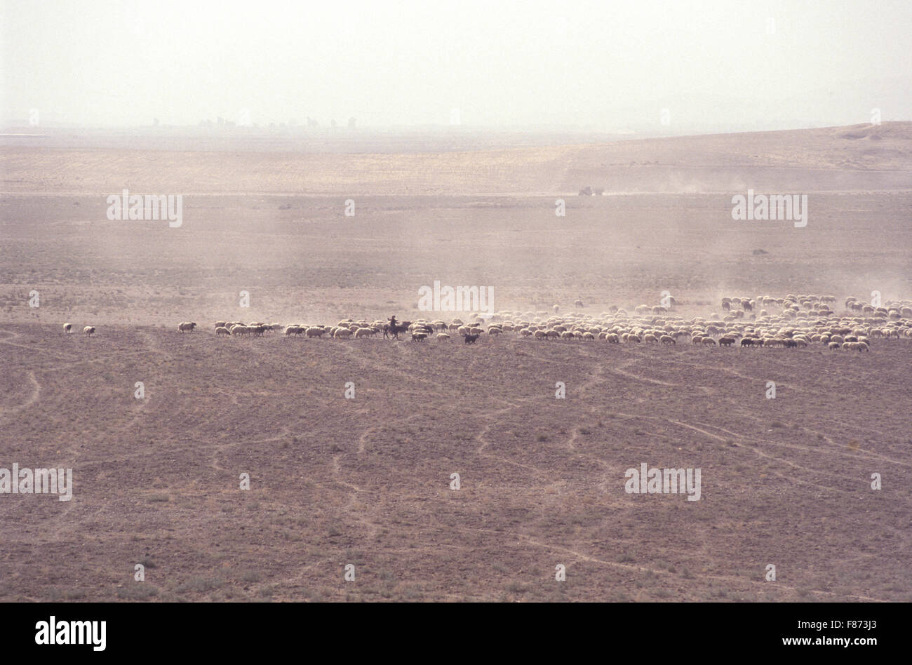 Nimrud, Irak - eine Herde Schafe weiden in der Ninive-Ebene, wie vom königlichen Palast von König Ashurnasirapal II zu sehen. Stockfoto