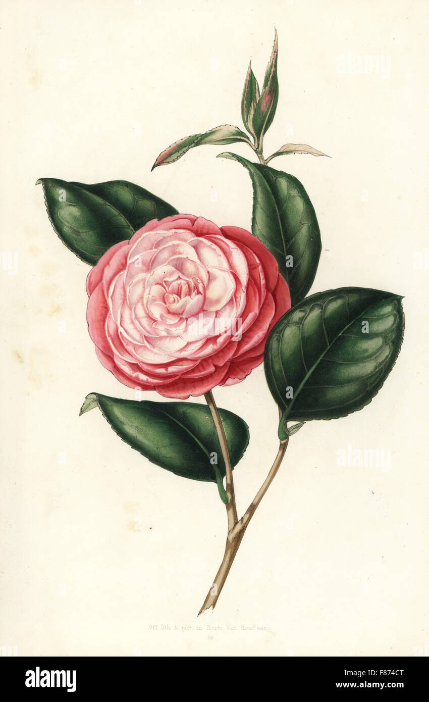 Vielzahl von Kamelie, Camellia Japonica. Handkoloriert Lithographie von Louis van Houtte und Charles Lemaire die Blumen von den Gärten und Gewächshäuser von Europa, Flore des Serres et des Jardins de l ' Europe, Gent, Belgien, 1851. Stockfoto