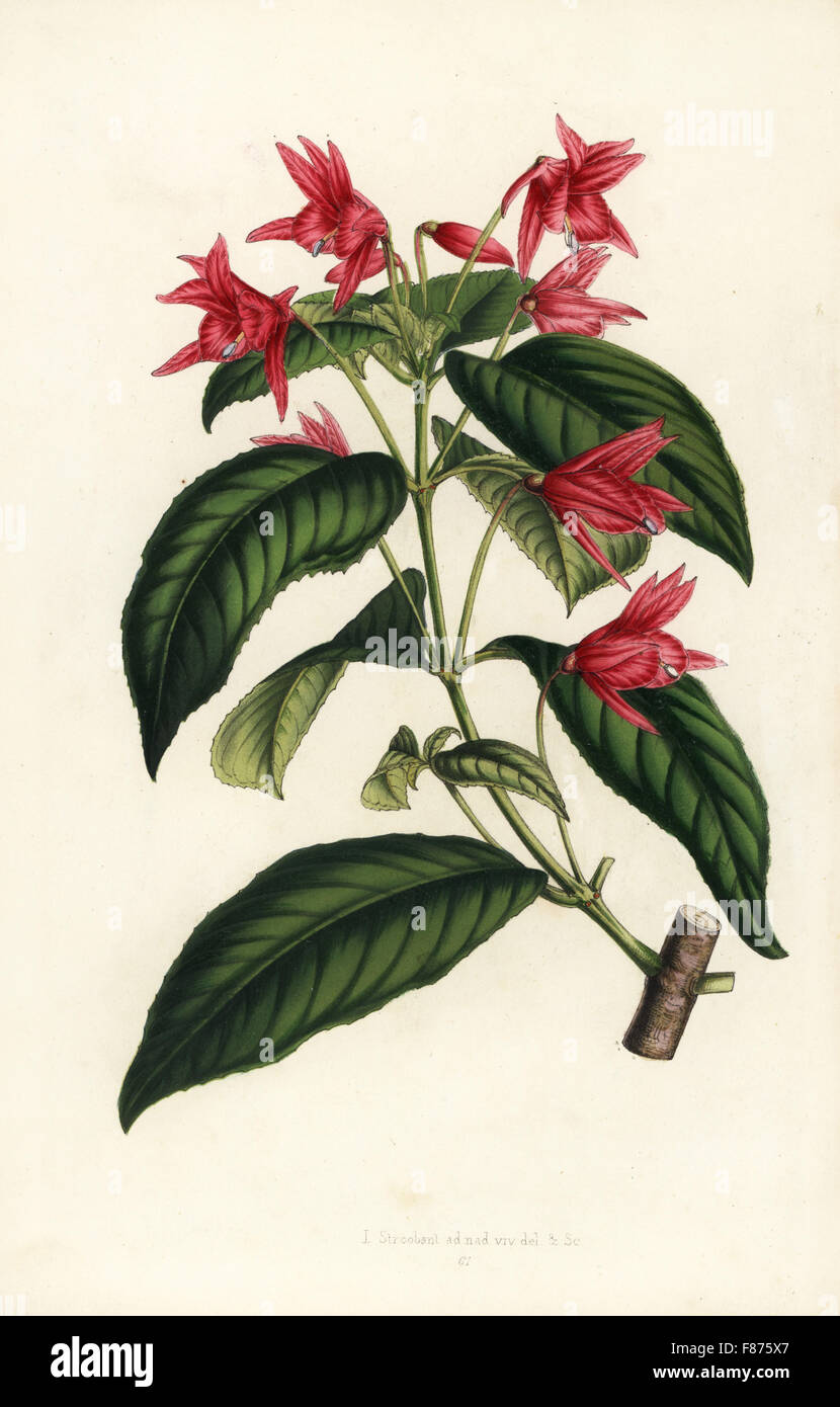 Lopezia Grandiflora (Lopezia Macrophylla). Handkoloriert Lithographie von Louis van Houtte und Charles Lemaire die Blumen von den Gärten und Gewächshäuser von Europa, Flore des Serres et des Jardins de l ' Europe, Gent, Belgien, 1851. Stockfoto