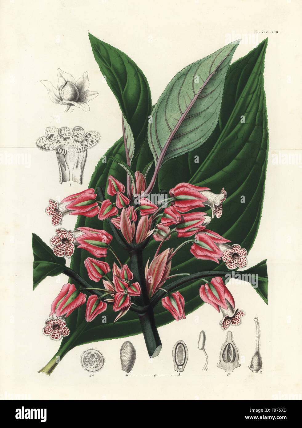 Crantzia Tigrina (Heintzia Tigrina). Handkoloriert Lithographie von Louis van Houtte und Charles Lemaire die Blumen von den Gärten und Gewächshäuser von Europa, Flore des Serres et des Jardins de l ' Europe, Gent, Belgien, 1851. Stockfoto