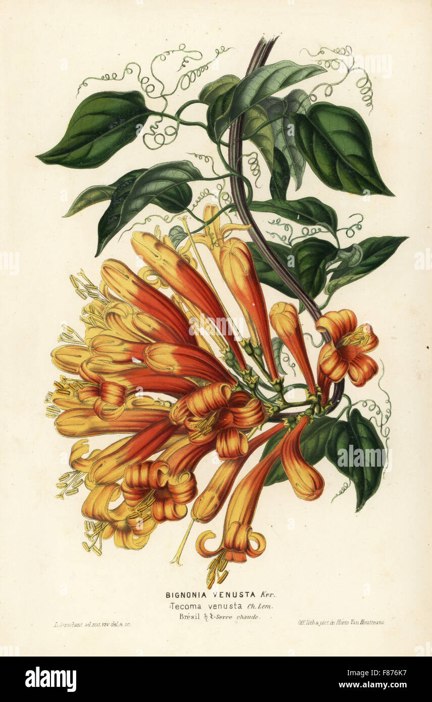 Orange Trompete Blume, Pyrostegia Venusta (Bignonia Venusta). Handkoloriert Lithographie von L. Stoobant von Louis van Houtte und Charles Lemaire die Blumen von den Gärten und Gewächshäuser von Europa, Flore des Serres et des Jardins de l ' Europe, Gent, Belgien, 1851. Stockfoto