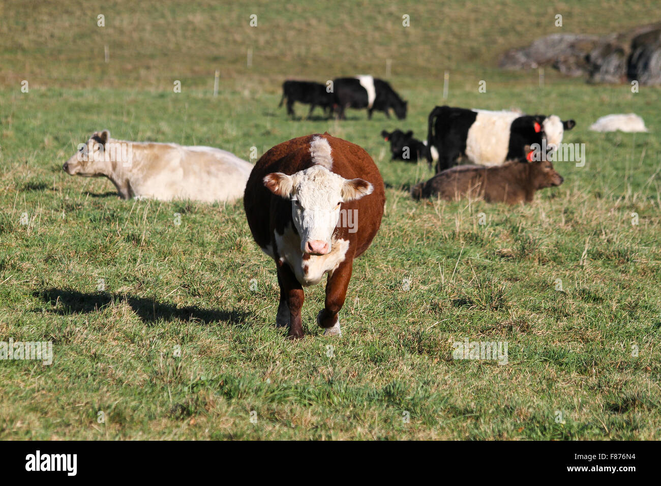 Ein herannahenden Kuh, Rad-View Farm, Shelburne, Massachusetts Stockfoto