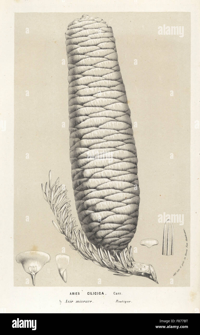 Kilikische Tanne oder Taurus Tanne Kegel, Abies Cilicica. Lithographie