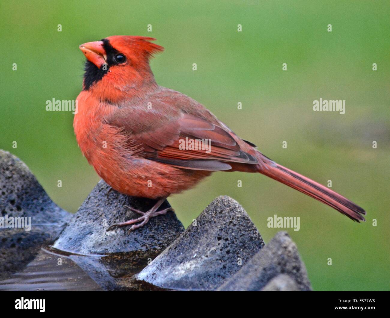 männliche Kardinal, Tierwelt, Natur, rot, Vogel Stockfoto