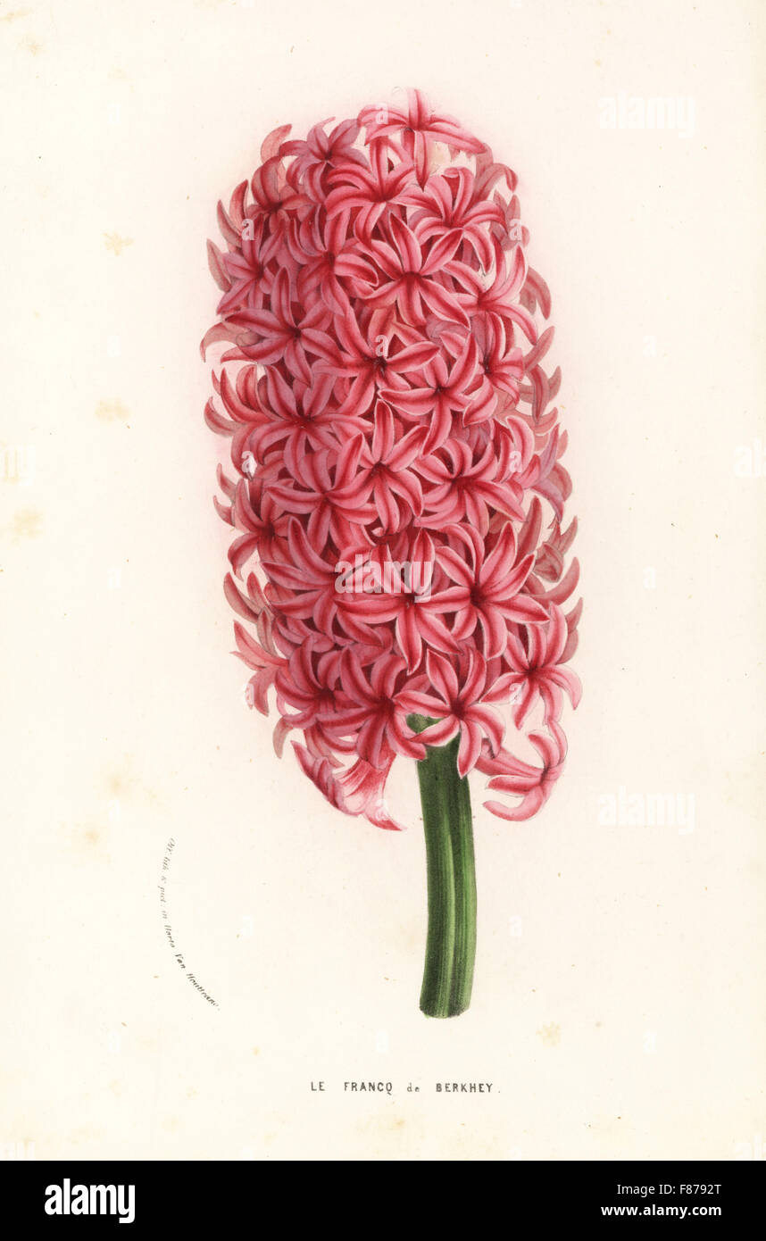 Hyazinthe Sorte, le Francq van Berkhey, Hyacinthus Orientalis. Benannt nach niederländischen Malers Johannes le Francq van Berkhey. Handkoloriert Lithographie von Louis van Houtte und Charles Lemaire die Blumen von den Gärten und Gewächshäuser von Europa, Flore des Serres et des Jardins de l ' Europe, Gent, Belgien, 1857. Stockfoto