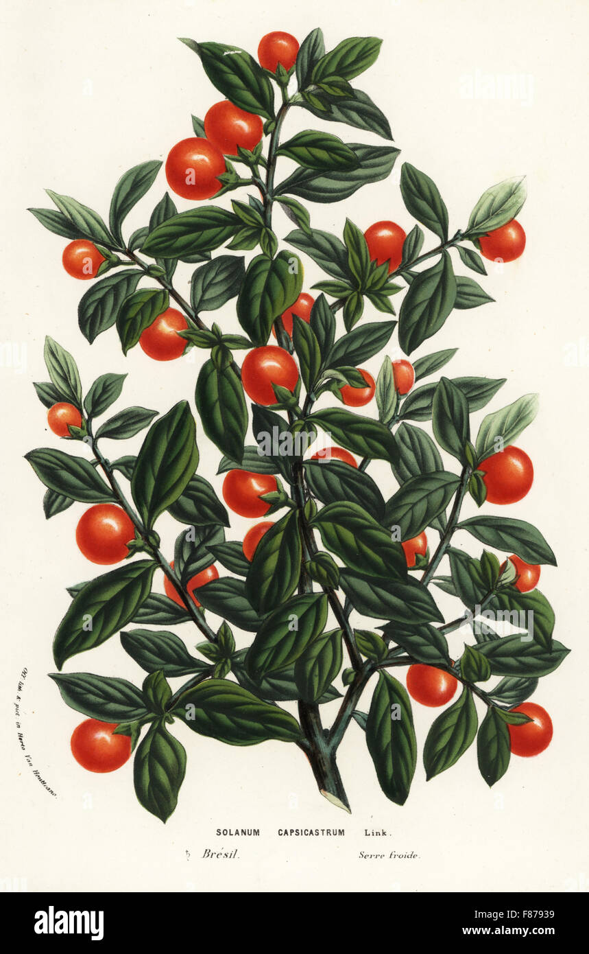 Madeira Winterkirsche, Solanum Pseudocapsicum var Diflorum (Solanum Capsicastrum). Handkoloriert Lithographie von Louis van Houtte und Charles Lemaire die Blumen von den Gärten und Gewächshäuser von Europa, Flore des Serres et des Jardins de l ' Europe, Gent, Belgien, 1857. Stockfoto